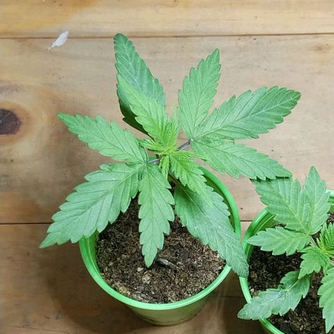Desfran  growlog timeline photo