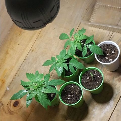 dosidos  #1 growlog timeline photo