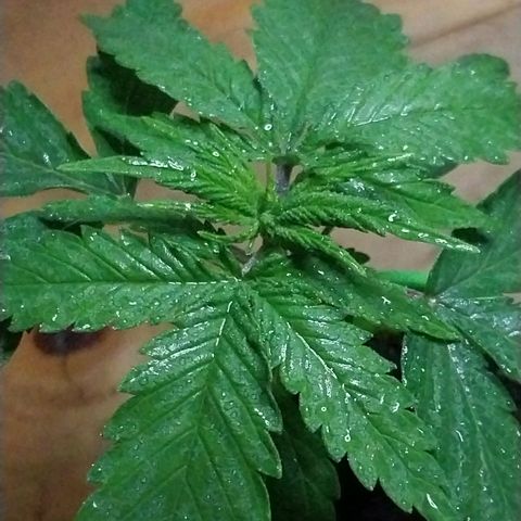 Desfran  growlog timeline photo