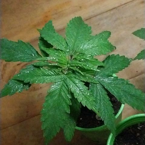 Desfran  growlog timeline photo