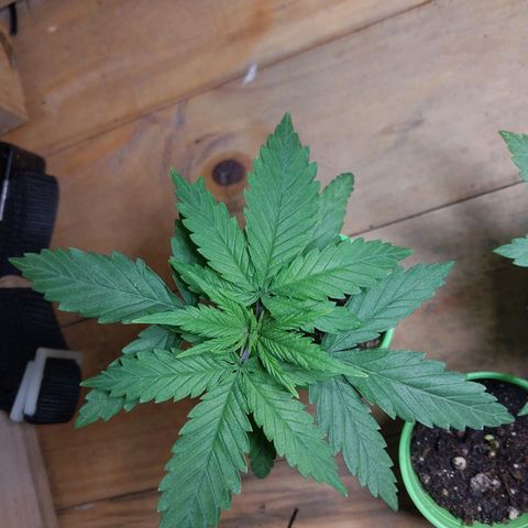 Desfran  growlog timeline photo