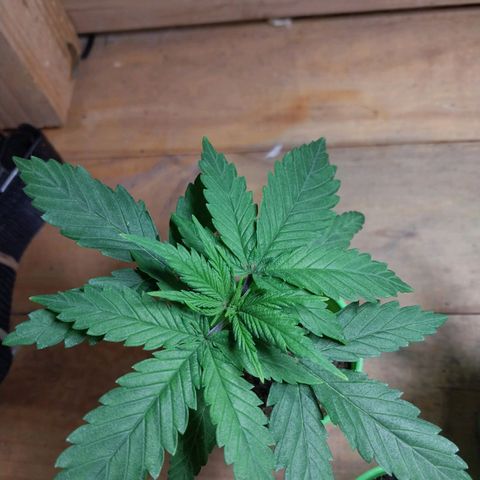 Desfran  growlog timeline photo