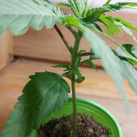 Desfran  growlog timeline photo