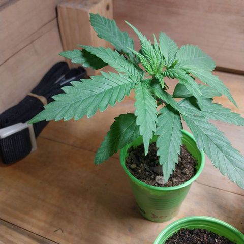 Desfran  growlog timeline photo