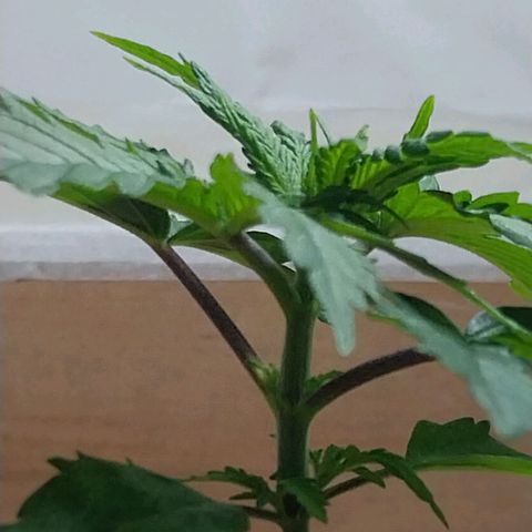 Desfran  growlog timeline photo