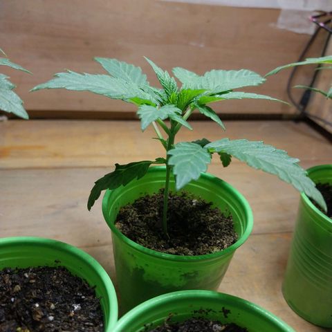 dosidos  #1 growlog timeline photo