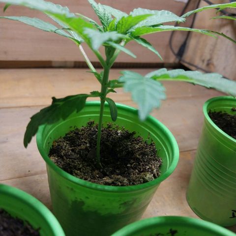 dosidos  #1 growlog timeline photo