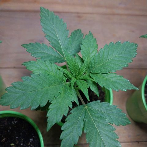 dosidos  #1 growlog timeline photo