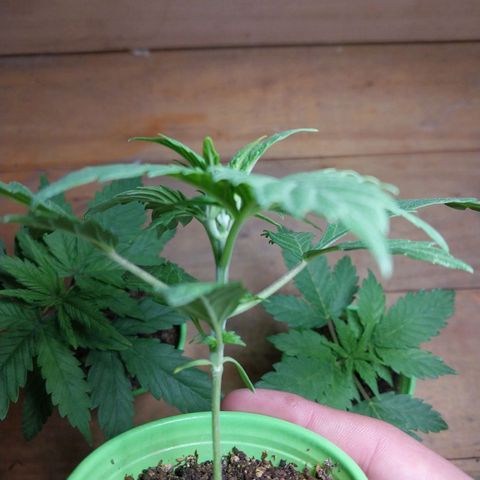 dosidos  #2 growlog timeline photo