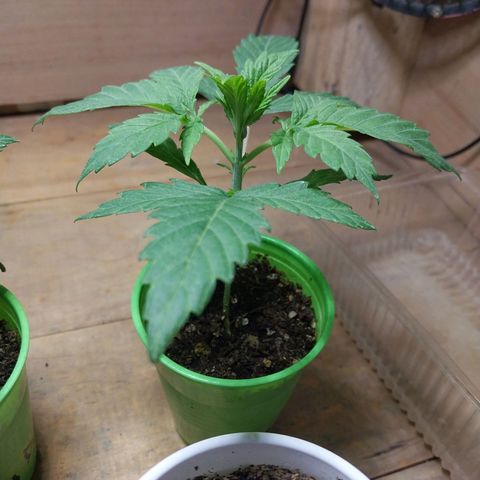 dosidos  #2 growlog timeline photo