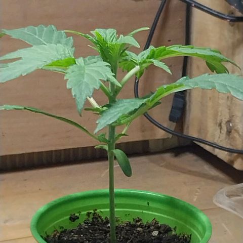 dosidos  #2 growlog timeline photo