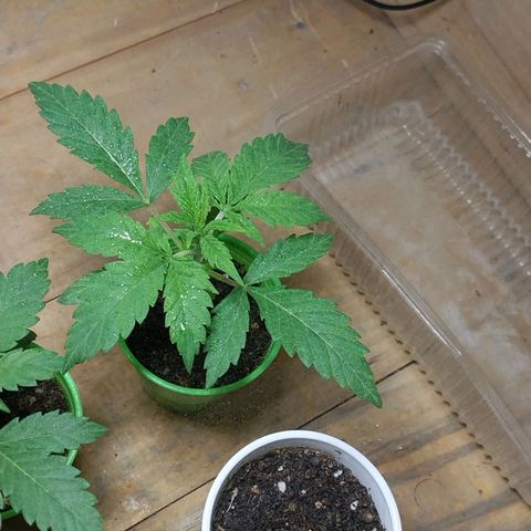 dosidos  #2 growlog timeline photo