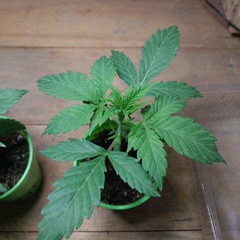 dosidos  #2 growlog timeline photo