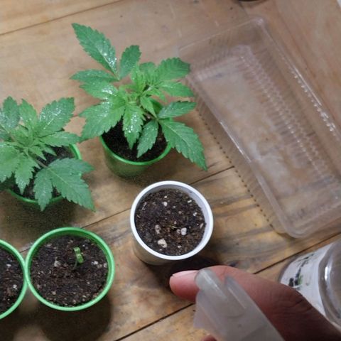 dosidos  #1 growlog timeline photo