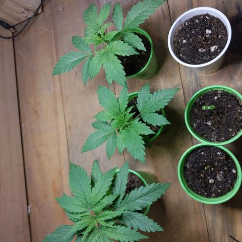 dosidos  #1 growlog timeline photo