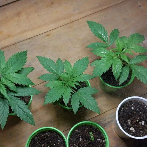 dosidos  #1 growlog timeline photo