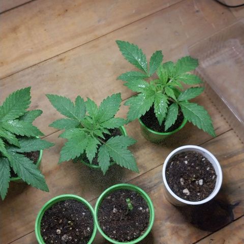 dosidos  #1 growlog timeline photo