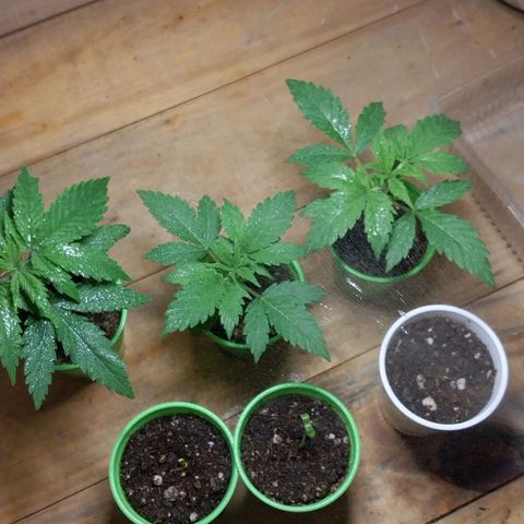 dosidos  #1 growlog timeline photo