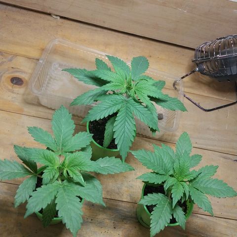 dosidos  #1 growlog timeline photo