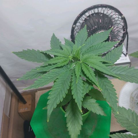 Desfran  growlog timeline photo