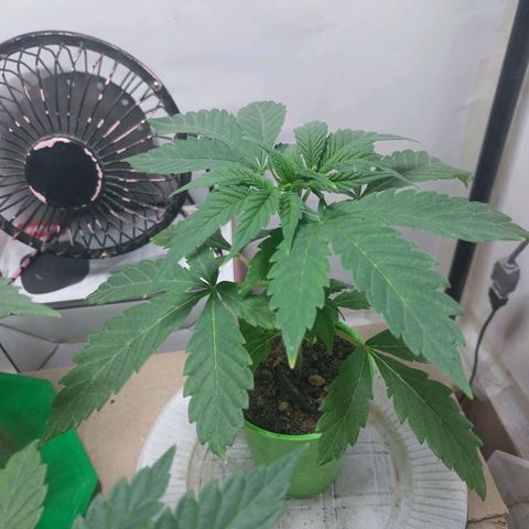 dosidos  #1 growlog timeline photo
