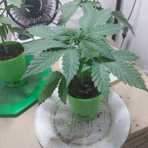 dosidos  #2 growlog timeline photo