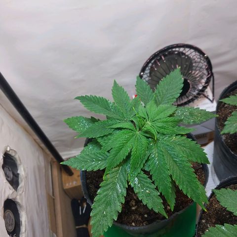 Desfran  growlog timeline photo