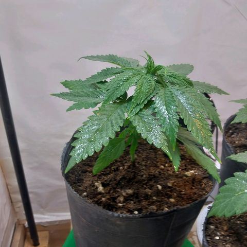 Desfran  growlog timeline photo