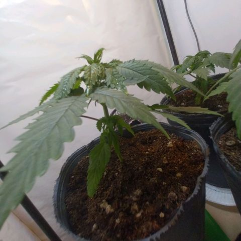 Desfran  growlog timeline photo