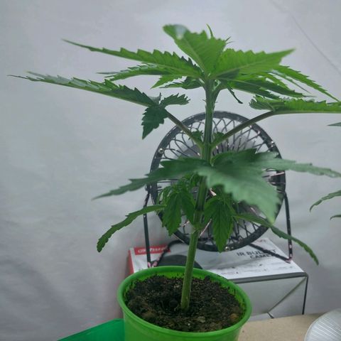 Desfran  growlog timeline photo