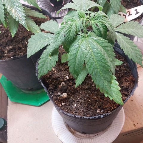 dosidos  #2 growlog timeline photo