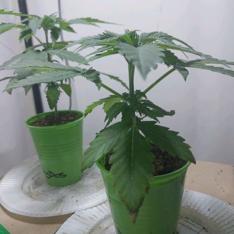 dosidos  #2 growlog timeline photo