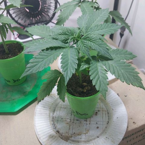 dosidos  #2 growlog timeline photo