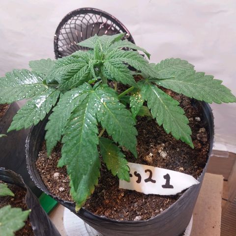 dosidos  #1 growlog timeline photo