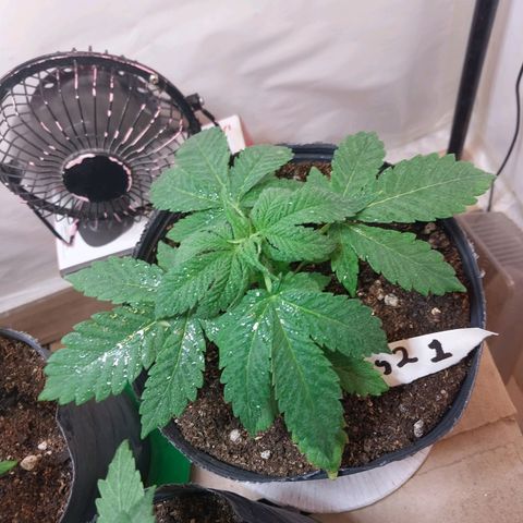 dosidos  #1 growlog timeline photo