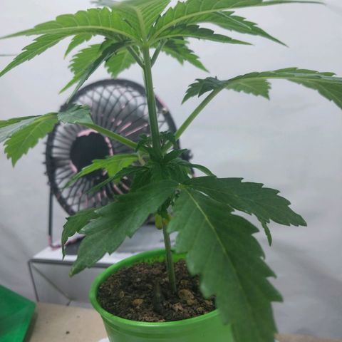 dosidos  #1 growlog timeline photo
