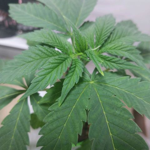 dosidos  #1 growlog timeline photo