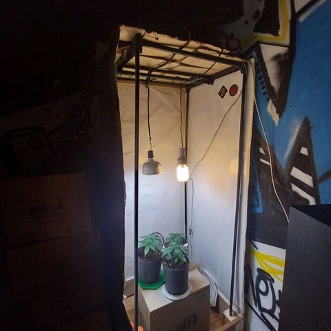 dosidos  #1 growlog timeline photo