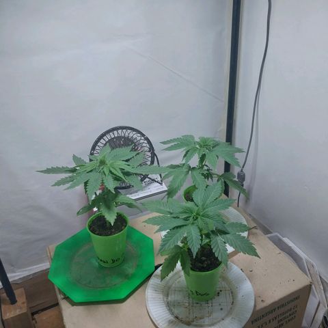 dosidos  #1 growlog timeline photo