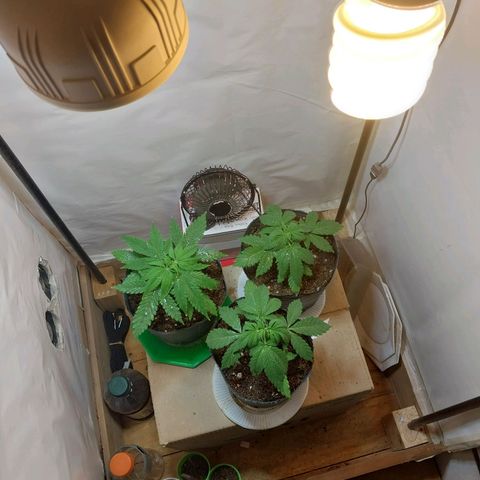 dosidos  #1 growlog timeline photo