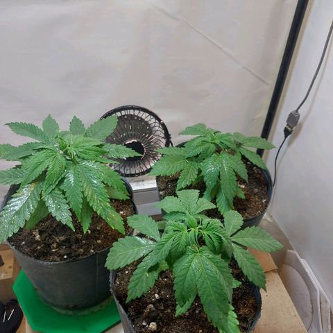 dosidos  #1 growlog timeline photo