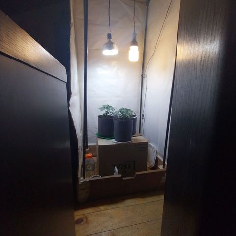 dosidos  #1 growlog timeline photo