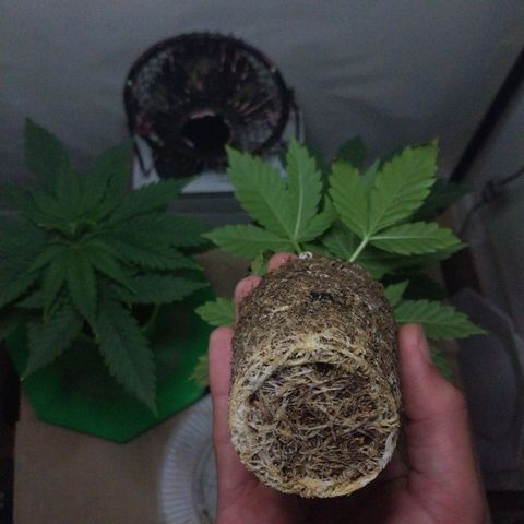 dosidos  #1 growlog timeline photo