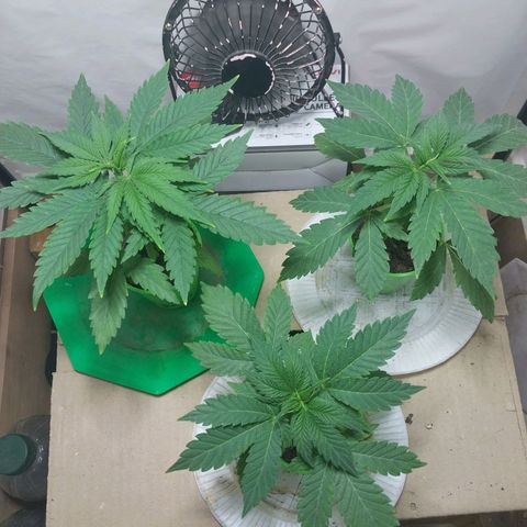 dosidos  #1 growlog timeline photo