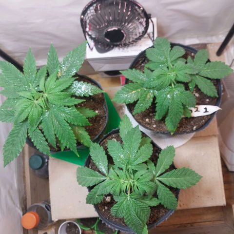 dosidos  #1 growlog timeline photo