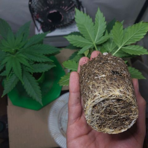 dosidos  #1 growlog timeline photo