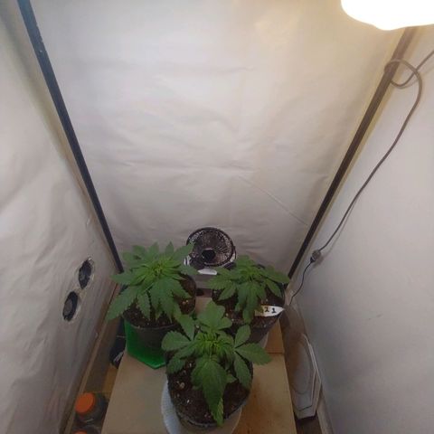 dosidos  #1 growlog timeline photo