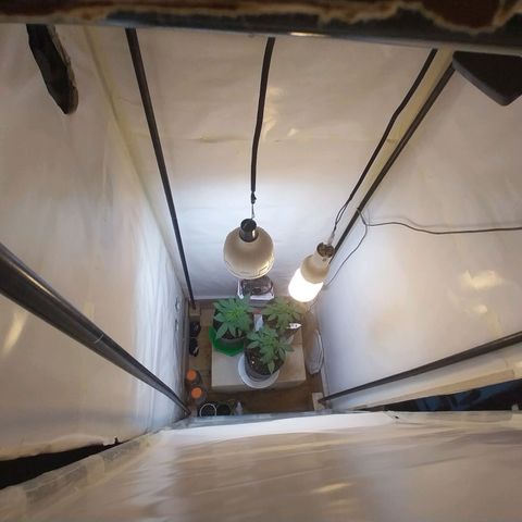 dosidos  #1 growlog timeline photo