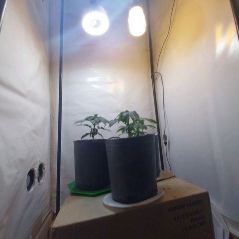 dosidos  #1 growlog timeline photo