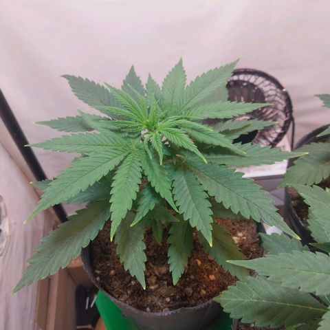 Desfran  growlog timeline photo